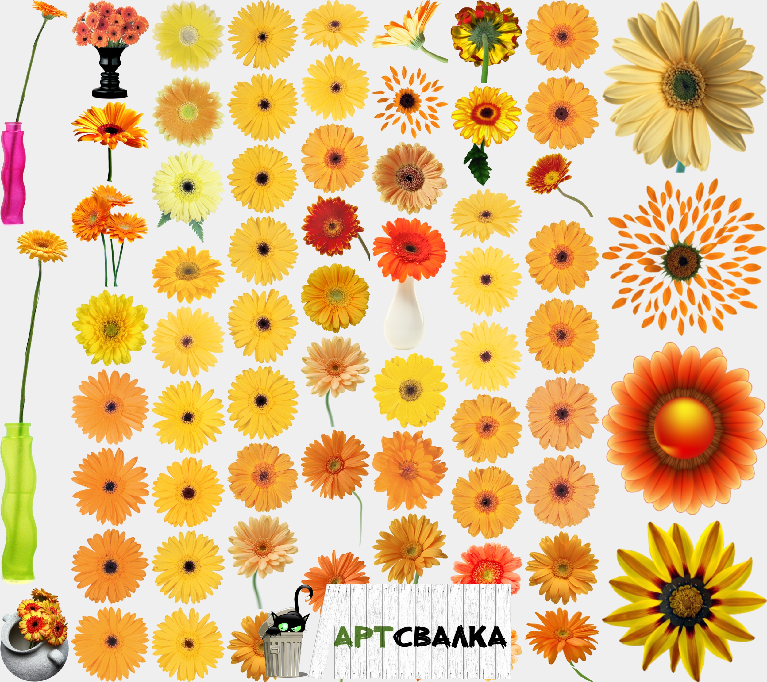 Гербера желтая | Gerbera yellow